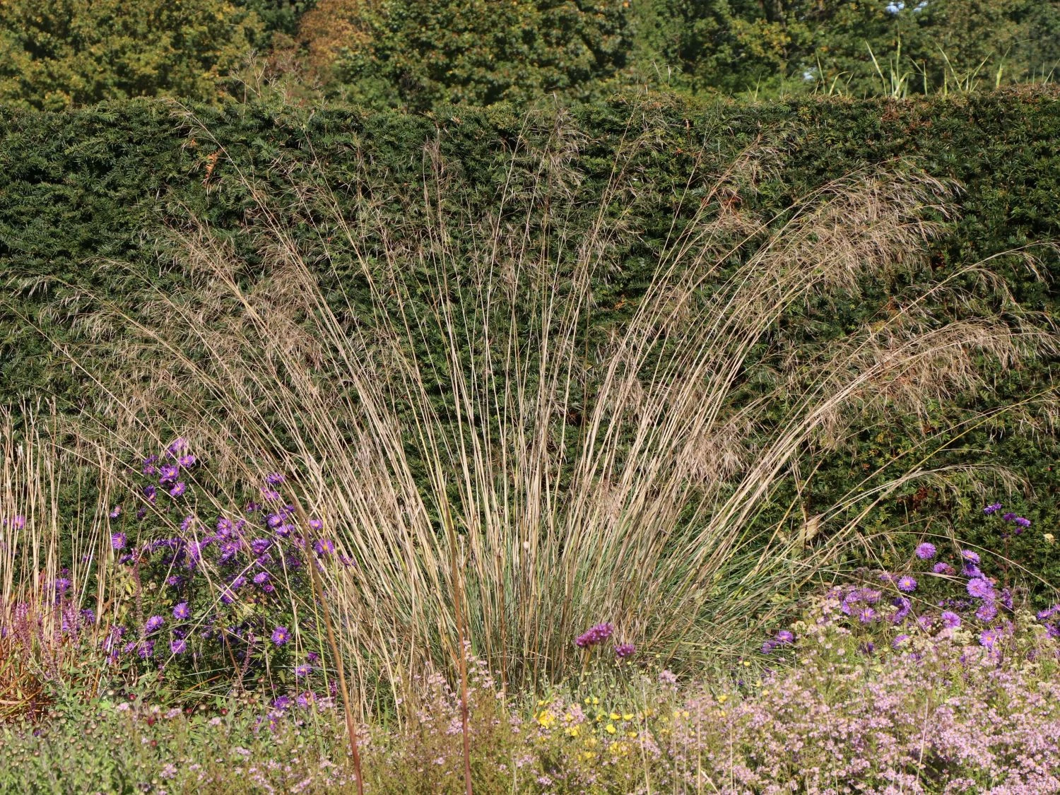 Riesen Federgras 8 Riesen Federgras – Bild 8
