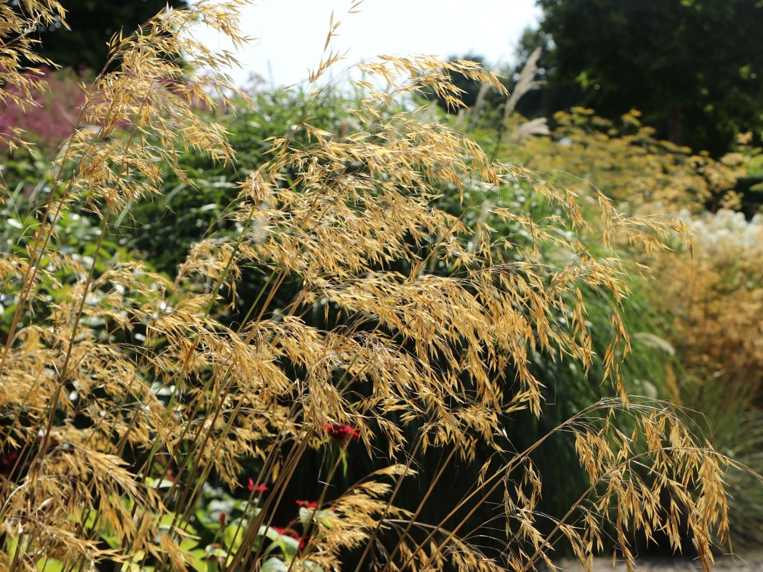 Riesen Federgras 11 Riesen Federgras – Bild 11