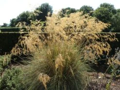 Riesen Federgras 21 Riesen Federgras -Angebote Wurzel Zeit Store riesen federgras m010777 w 6