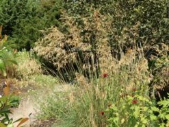 Riesen Federgras 24 Riesen Federgras -Angebote Wurzel Zeit Store riesen federgras m010777 w 7