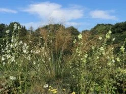 Riesen Federgras 17 Riesen Federgras -Angebote Wurzel Zeit Store riesen federgras m010777 w 8