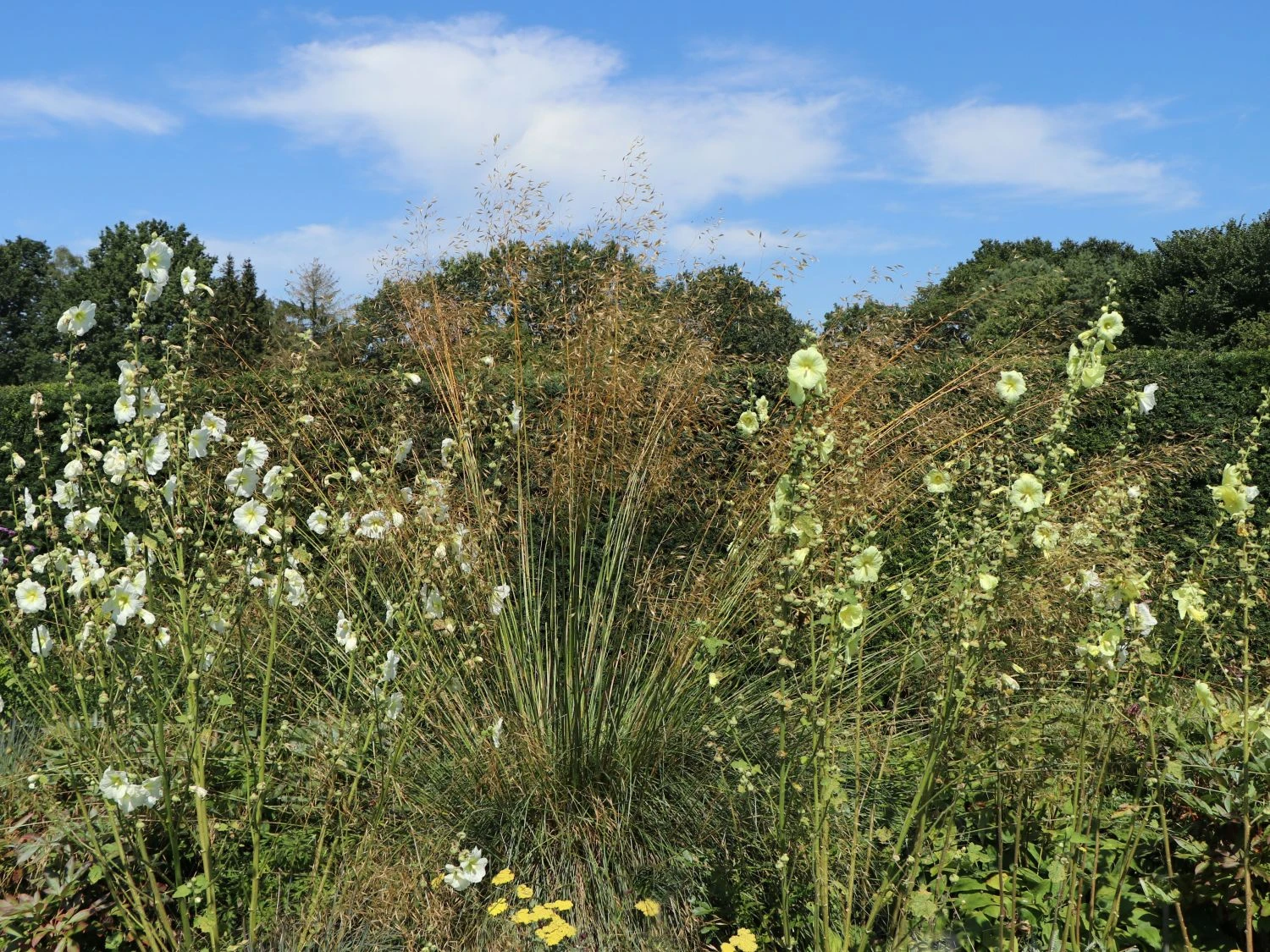 Riesen Federgras 5 Riesen Federgras – Bild 5