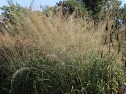 Riesen Pfeifengras 'Transparent' -Angebote Wurzel Zeit Store riesen pfeifengras transparent m011240 w 0