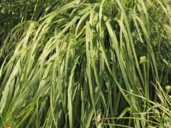 Riesen Pfeifengras 'Transparent' -Angebote Wurzel Zeit Store riesen pfeifengras transparent m011240 w 1