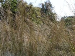 Riesen Pfeifengras 'Transparent' -Angebote Wurzel Zeit Store riesen pfeifengras transparent m011240 w 2