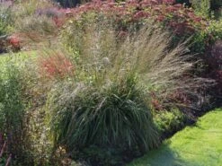 Riesen Pfeifengras 'Transparent' -Angebote Wurzel Zeit Store riesen pfeifengras transparent m011240 w 3