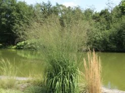 Riesen Pfeifengras 'Transparent' -Angebote Wurzel Zeit Store riesen pfeifengras transparent m011240 w 5