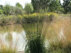 Riesen Pfeifengras 'Transparent' -Angebote Wurzel Zeit Store riesen pfeifengras transparent m011240 w 6