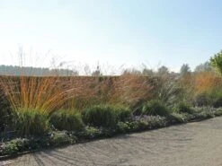 Riesen Pfeifengras 'Transparent' -Angebote Wurzel Zeit Store riesen pfeifengras transparent m011240 w 7