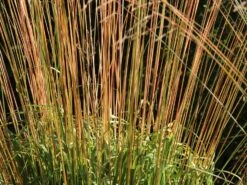 Riesen Pfeifengras 'Transparent' -Angebote Wurzel Zeit Store riesen pfeifengras transparent m011240 w 8