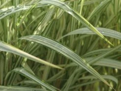 Rohr-Glanzgras 'Feesey' -Angebote Wurzel Zeit Store rohr glanzgras feesey m059861 w 0