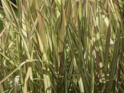 Rohr-Glanzgras 'Feesey' -Angebote Wurzel Zeit Store rohr glanzgras feesey m059861 w 1