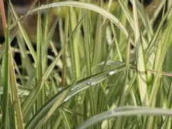 Rohr-Glanzgras 'Feesey' -Angebote Wurzel Zeit Store rohr glanzgras feesey m059861 w 3