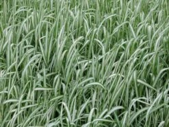 Rohr-Glanzgras 'Feesey' -Angebote Wurzel Zeit Store rohr glanzgras feesey m059861 w 4