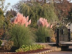 Rosa Pampasgras 'Rosa Feder'