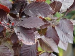 Rotbuche 'Long Red' -Angebote Wurzel Zeit Store rotbuche long red m074233 w 0