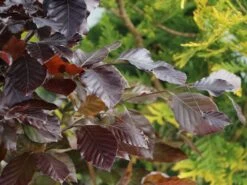 Rotbuche 'Long Red' -Angebote Wurzel Zeit Store rotbuche long red m074233 w 1