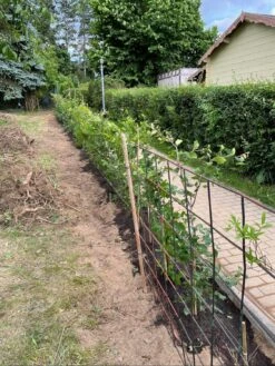 Rotbuche -Angebote Wurzel Zeit Store rotbuche m000028 1325271 0