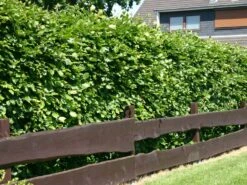 Angebote Wurzel Zeit Store 23 Rotbuche