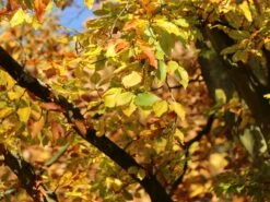 Rotbuche -Angebote Wurzel Zeit Store rotbuche m000028 w 8