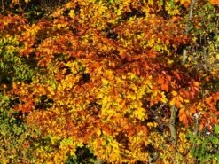 Rotbuche -Angebote Wurzel Zeit Store rotbuche m000028 w 9