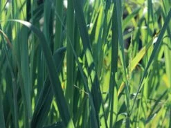 Ruten-Hirse 'Dallas Blues' ®