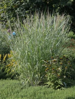 Ruten-Hirse 'Dallas Blues' ® 5 Ruten-Hirse 'Dallas Blues' ® -Angebote Wurzel Zeit Store ruten hirse dallas blues m080071 w 0 1