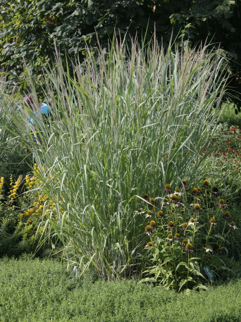 Ruten-Hirse 'Dallas Blues' ® 3 Ruten-Hirse 'Dallas Blues' ® – Bild 3