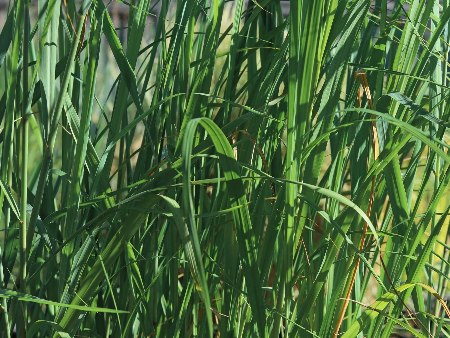 Ruten-Hirse 'Dallas Blues' ® 2 Ruten-Hirse 'Dallas Blues' ® – Bild 2