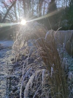 Ruten-Hirse 'Northwind' -Angebote Wurzel Zeit Store ruten hirse northwind m084367 124228 0