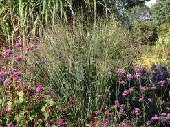 Ruten-Hirse 'Northwind' -Angebote Wurzel Zeit Store ruten hirse northwind m084367 w 0