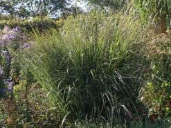 Ruten-Hirse 'Northwind' -Angebote Wurzel Zeit Store ruten hirse northwind m084367 w 1