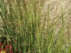 Ruten-Hirse 'Northwind' -Angebote Wurzel Zeit Store ruten hirse northwind m084367 w 10