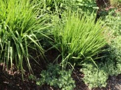 Ruten-Hirse 'Northwind' -Angebote Wurzel Zeit Store ruten hirse northwind m084367 w 11