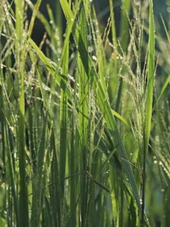 Ruten-Hirse 'Northwind' -Angebote Wurzel Zeit Store ruten hirse northwind m084367 w 3