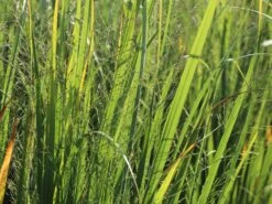 Ruten-Hirse 'Northwind' -Angebote Wurzel Zeit Store ruten hirse northwind m084367 w 4