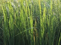 Ruten-Hirse 'Northwind' -Angebote Wurzel Zeit Store ruten hirse northwind m084367 w 5