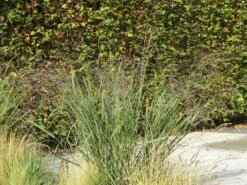 Ruten-Hirse 'Northwind' -Angebote Wurzel Zeit Store ruten hirse northwind m084367 w 6