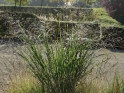 Ruten-Hirse 'Northwind' -Angebote Wurzel Zeit Store ruten hirse northwind m084367 w 8