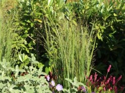 Ruten-Hirse 'Northwind' -Angebote Wurzel Zeit Store ruten hirse northwind m084367 w 9