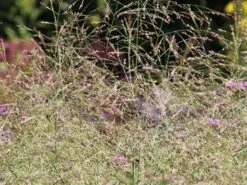 Ruten Hirse 'Prairie Sky' -Angebote Wurzel Zeit Store ruten hirse prairie sky m059829 w 0