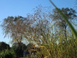 Ruten Hirse 'Prairie Sky' -Angebote Wurzel Zeit Store ruten hirse prairie sky m059829 w 1