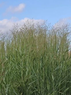 Ruten Hirse 'Prairie Sky' -Angebote Wurzel Zeit Store ruten hirse prairie sky m059829 w 2