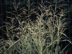 Ruten Hirse 'Prairie Sky' -Angebote Wurzel Zeit Store ruten hirse prairie sky m059829 w 3