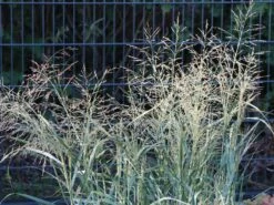 Ruten Hirse 'Prairie Sky' -Angebote Wurzel Zeit Store ruten hirse prairie sky m059829 w 4