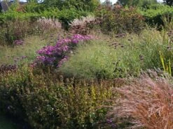 Ruten Hirse 'Prairie Sky' -Angebote Wurzel Zeit Store ruten hirse prairie sky m059829 w 5