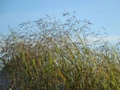 Ruten Hirse 'Prairie Sky' -Angebote Wurzel Zeit Store ruten hirse prairie sky m059829 w 7