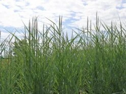 Ruten Hirse 'Prairie Sky' -Angebote Wurzel Zeit Store ruten hirse prairie sky m059829 w 8