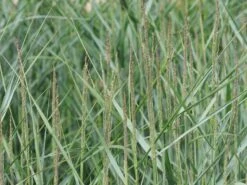 Ruten Hirse 'Prairie Sky' -Angebote Wurzel Zeit Store ruten hirse prairie sky m059829 w 9