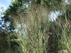 Ruten-Hirse 'Purple Breeze'